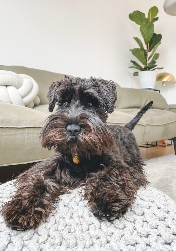 Góðar fyrir dýraheimili