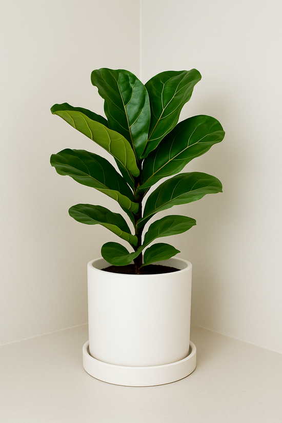 Fiðlufíkus - 75cm hæð