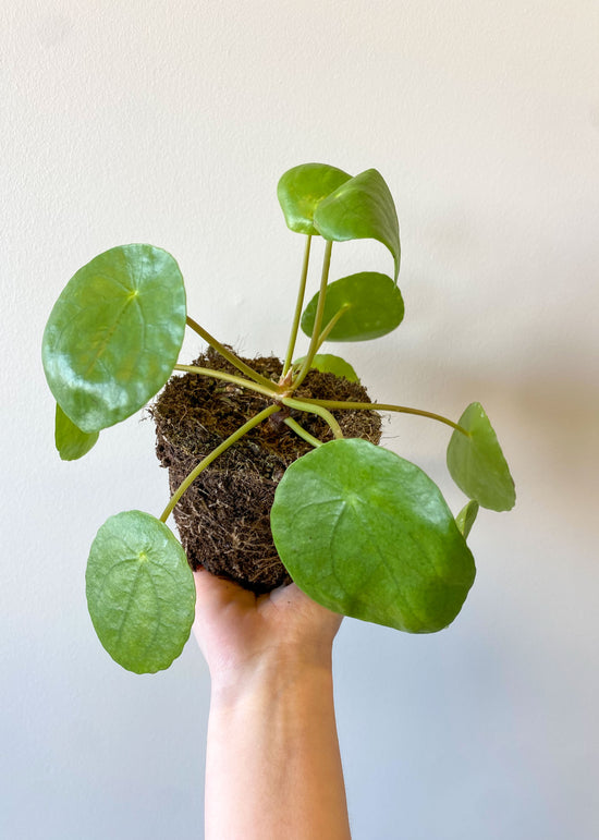 Góðar fyrir byrjendur – Blómstra